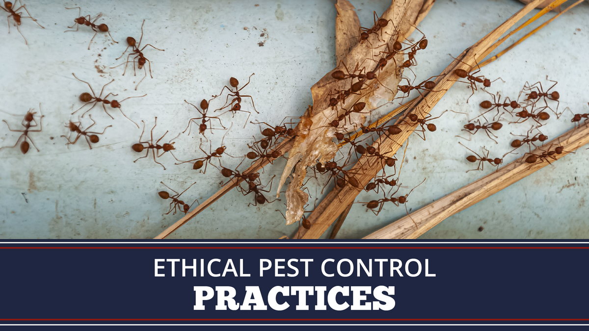 Ethical Pest Control Practices